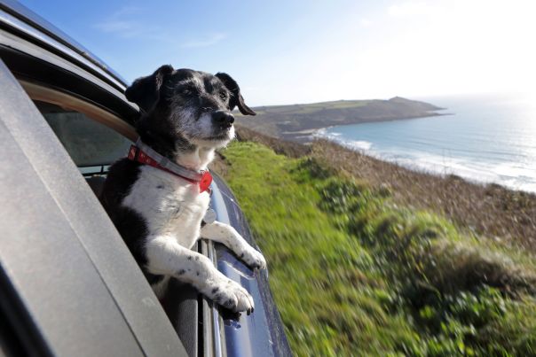 A leased car driving along the coast with a dog sticking its head out of the window.